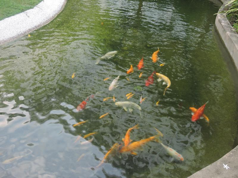 Hotel The Millen Penang, Autograph Collection Georgetown Exterior foto Koi in a pond